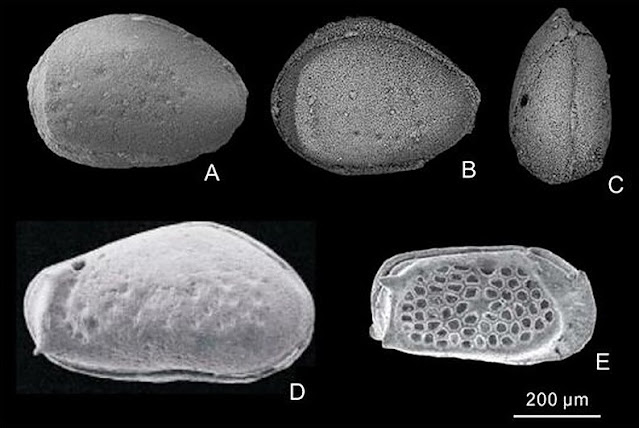 Evolutionary pattern of genus Cribroconcha reveals survival strategy of ostracods from late Paleozoic