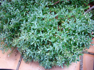 Alisos marítimo o lobularia (Lobularia maritima (L.) Desv. (sin. Alyssum maritimum)).