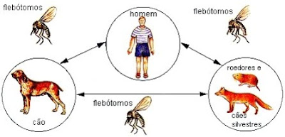 LEISHMANIOSE VISCERAL