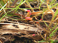 Mycena acicula