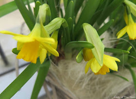 kevät, narsissit, daffodils, spring