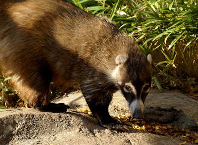 White nosed coati 10 Hewan Penipu Yang Paling Mematikan