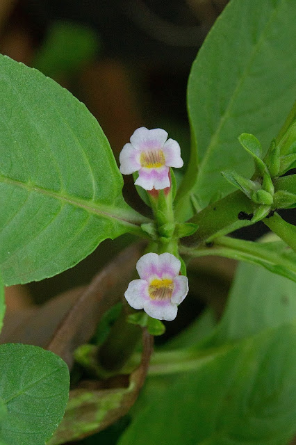 Limnophila rugosa