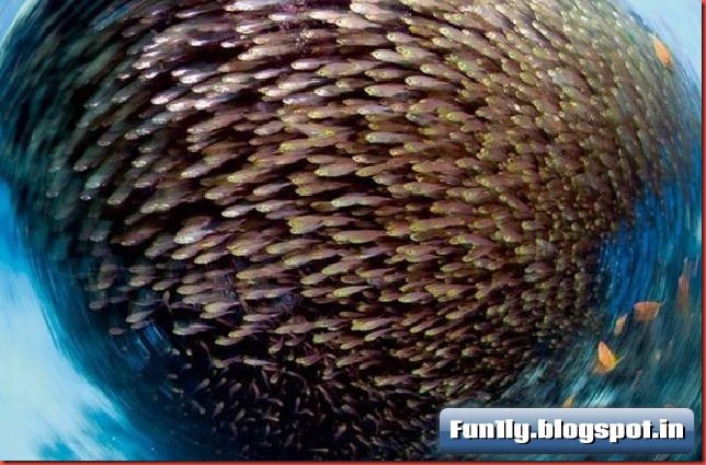 fun1ly.blogspot.in (2)