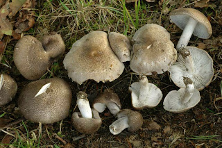 Tricholoma scalpturatum - Negrilla