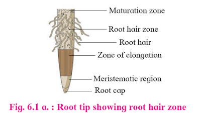 Different regions of root