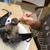 Footage shows two Filipino eating a whole bat despite coronavirus link went viral