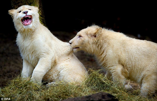 white lions and tigers. LIONS OUCH vs TIGERS OUCH