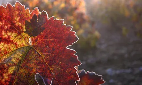 The soft-dying day … vines in autumn. Photograph: Alamy