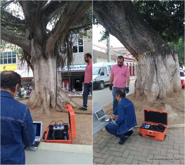 Gameleiras centenárias passam por avaliação em Santa Cruz do Capibaribe