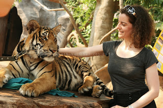 tiger temple, thailand, kenneth yu chan photography, kenneth chan photography