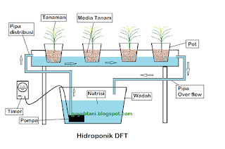 Cara Bertanam Hidroponik DFT (Deep Flow Technique)