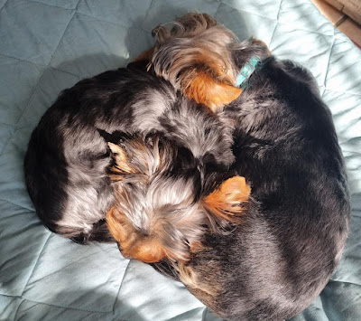 Meeka & Mavie Yorkie puppies sleeping