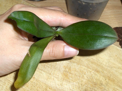 Phalaenopsis kuntrarti rarashati x lindenii seedling 3 svasato