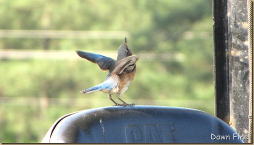 Pee Dee NWR_021