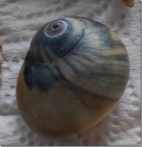 03-14-11 B1 Holly Beach Shells- SR27 001a