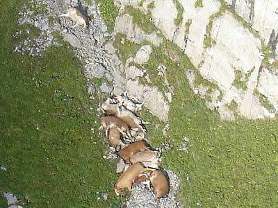 mucche suicide Alpi Svizzere foto