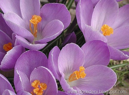 roxo2