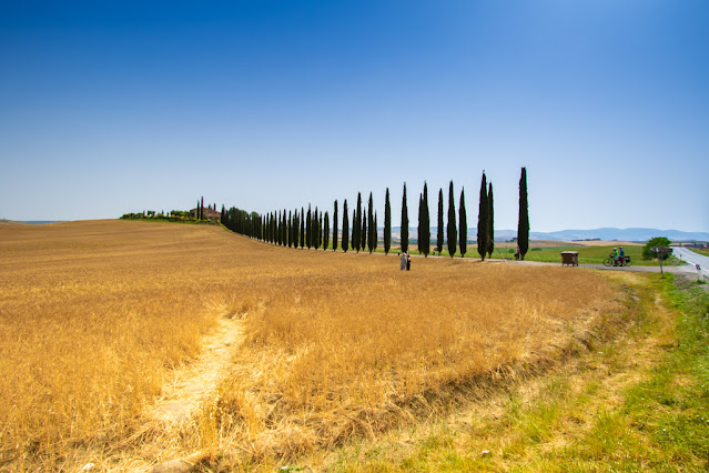 Poggio Covilli-Filari di cipressi