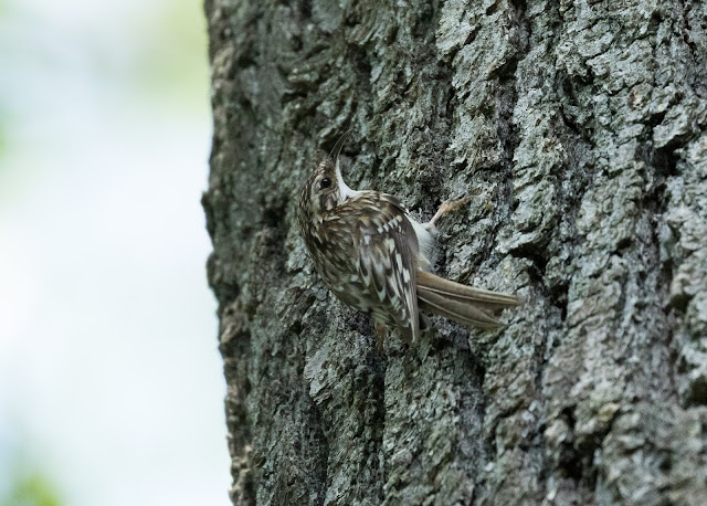 Brown Creeper - Oak Openings Preserve, Ohio, USA