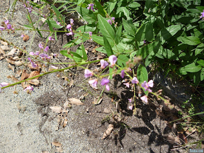 ムラサキの花