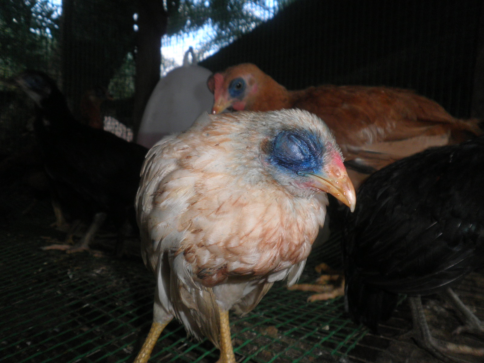 ANGGERIK AGRO FARM - BACKYARD CHICKEN FARM: GAMBAR 