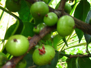batuan fruit images