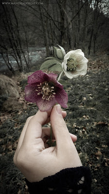 Helleborus Orientalis in bloom, Lenten Rose, Winter Roses, Mandragoreae by Victoria Francés