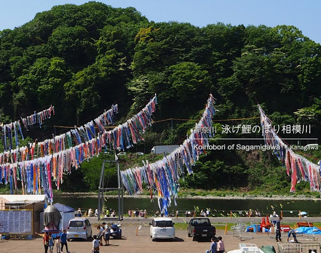 泳げ鯉のぼり相模川