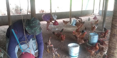 Produção de ovos em comunidade de Mata de São João visa renda e segurança alimentar