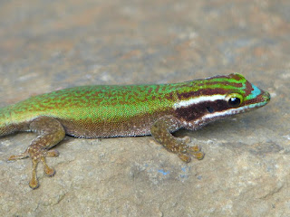 Lézard vert de Manapany - Phelsuma inexpectata