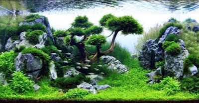 Desain Aquascape