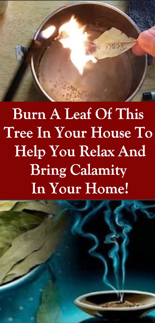 Burn A Leaf Of This Tree In Your House To Help You Relax And Bring Calamity In Your Home!