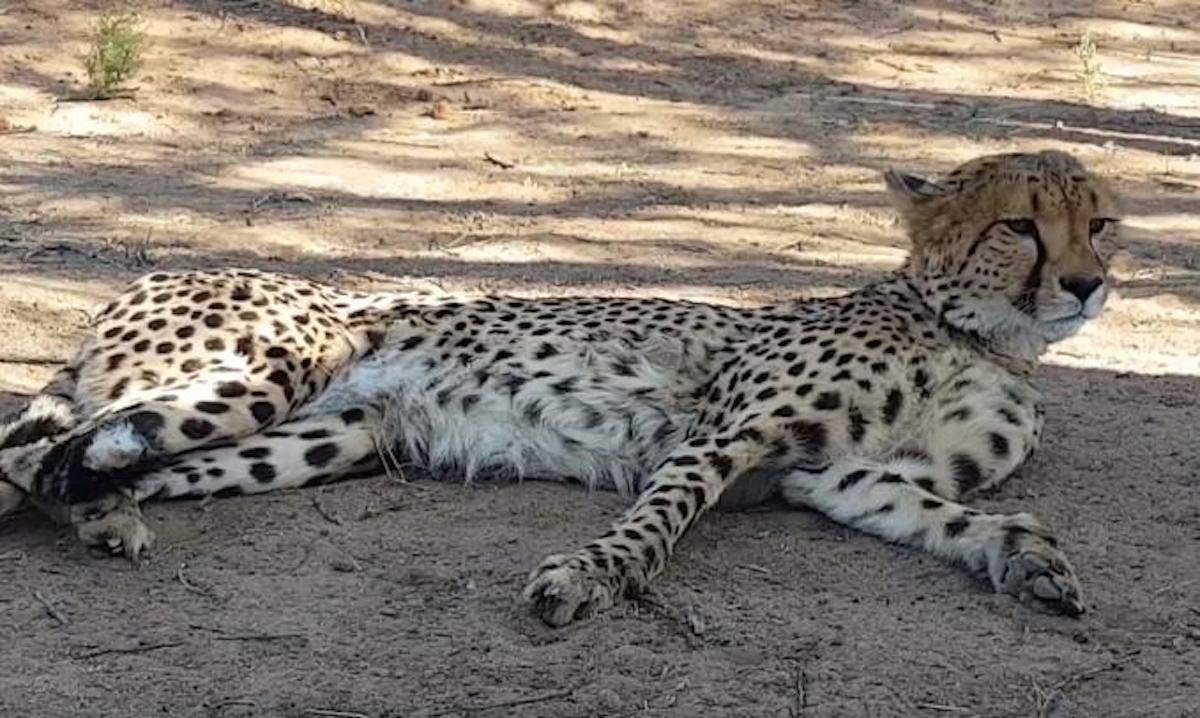 Cheetah Died in Kuno Park