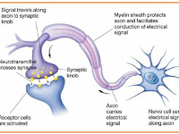 SEL SYARAF - NEURON