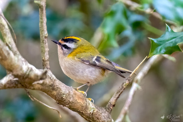 Firecrest