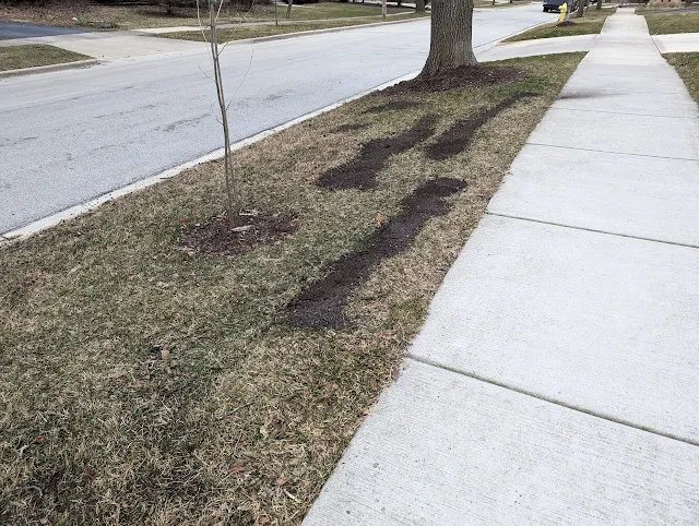 Topdressing lawn with biosolids in Spring