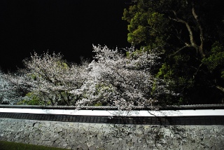 熊本城周辺の桜の写真