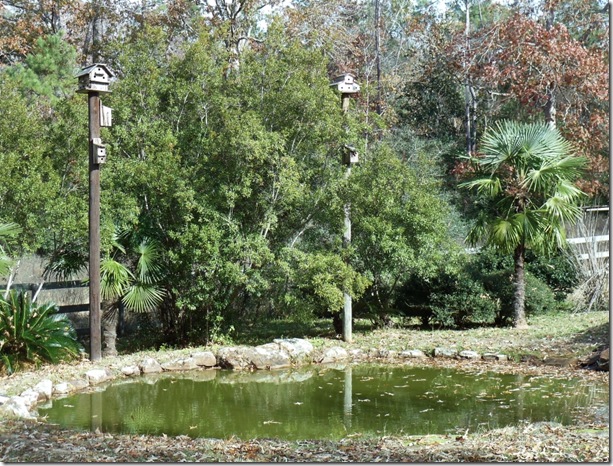 pond in fall