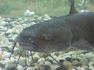 IT INCREASE THE ABILITY OF OXYGEN DISSOLVING IN THE FISH POND