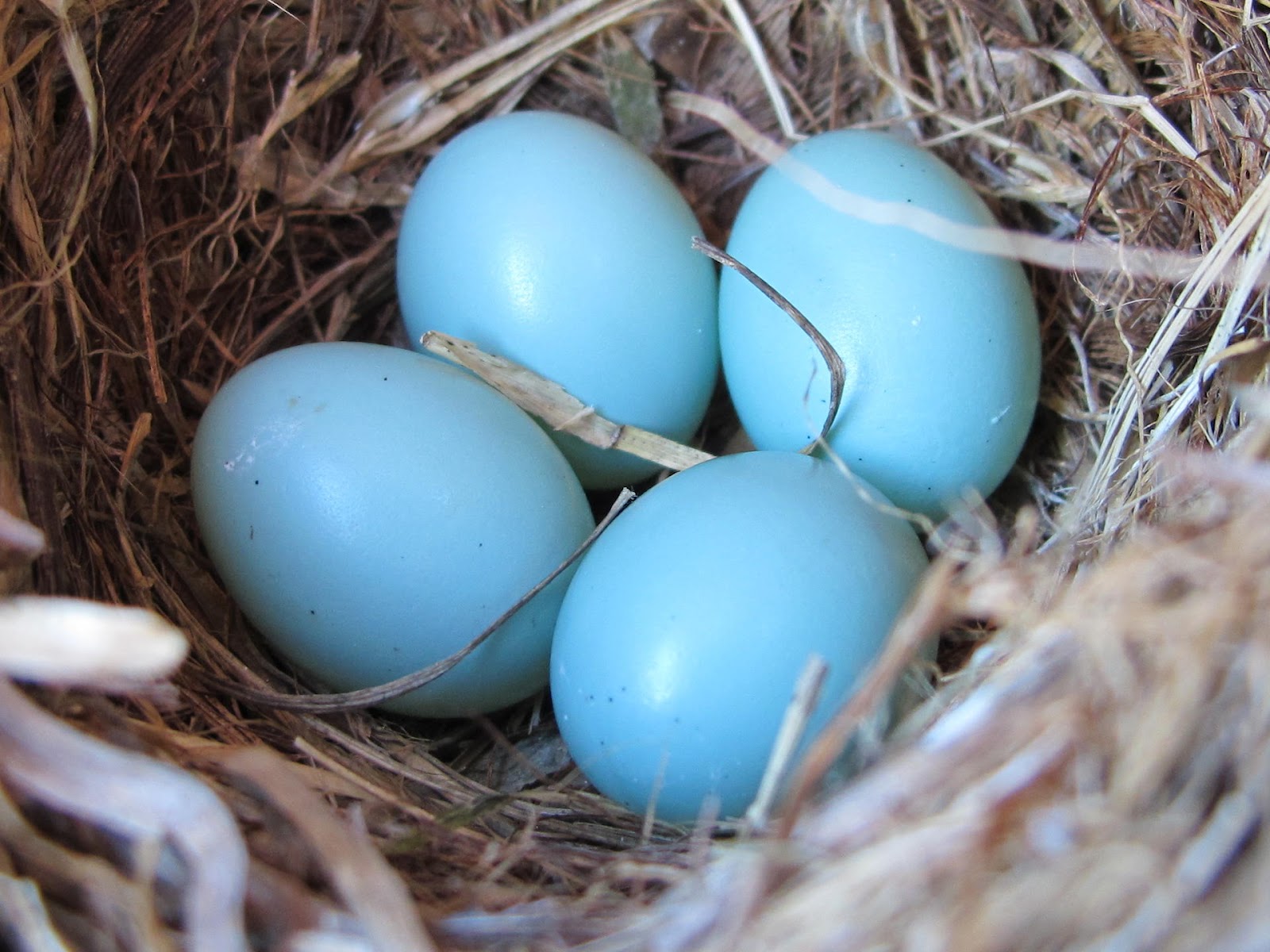 Blue Jay Barrens Nests And Eggs