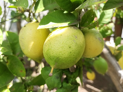 Citrus limon, Jeruk Lemon Yang Buahnya Kecut-Kecut Segar
