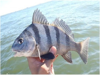 Nama Nama Ikan Laut Dangkal BLACK DRUM ( POGONIAS CROMIS)