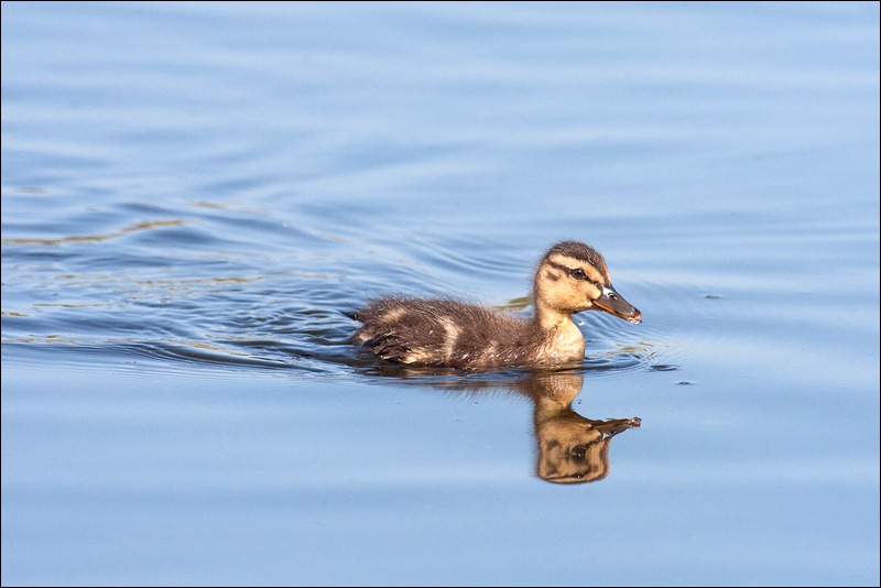 Mallard Duckling