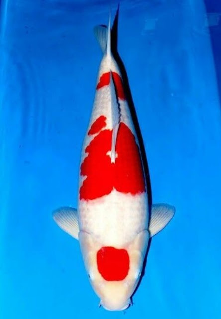 ikan koi maruten kohaku