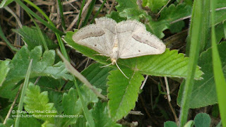 Isturgia arenacearia male DSC106120