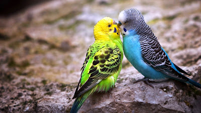 kissing parrot birds