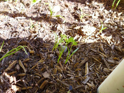 Carrot Germination