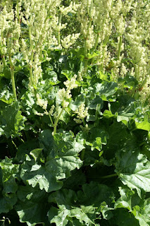 Rhubarbe palmée - Rhubarbe de Chine - Rheum palmatum