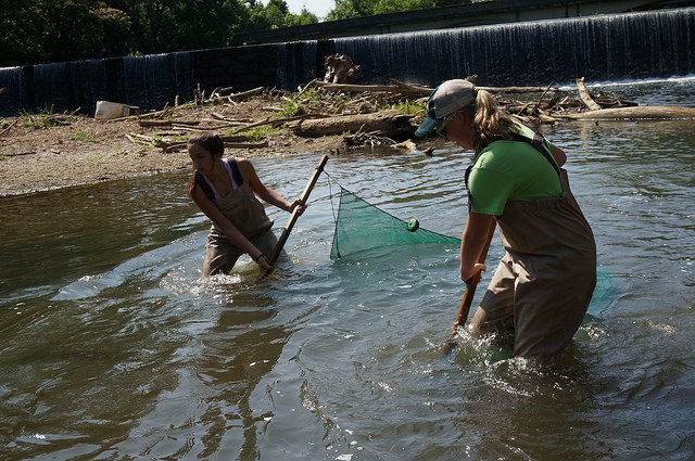 Tucker River Fellows Program: Seine Fishing in the South Chickamauga Creek  – by Erin M